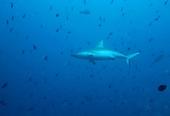 IMG_1045rf_Maldives_Madoogali_Plongee 10_Anghoti thila_Requin gris de recif ou  Dagsit_Carcharhinus amblyrhynchos